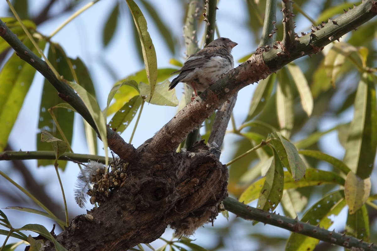 White-rumped Seedeater - ML631408869