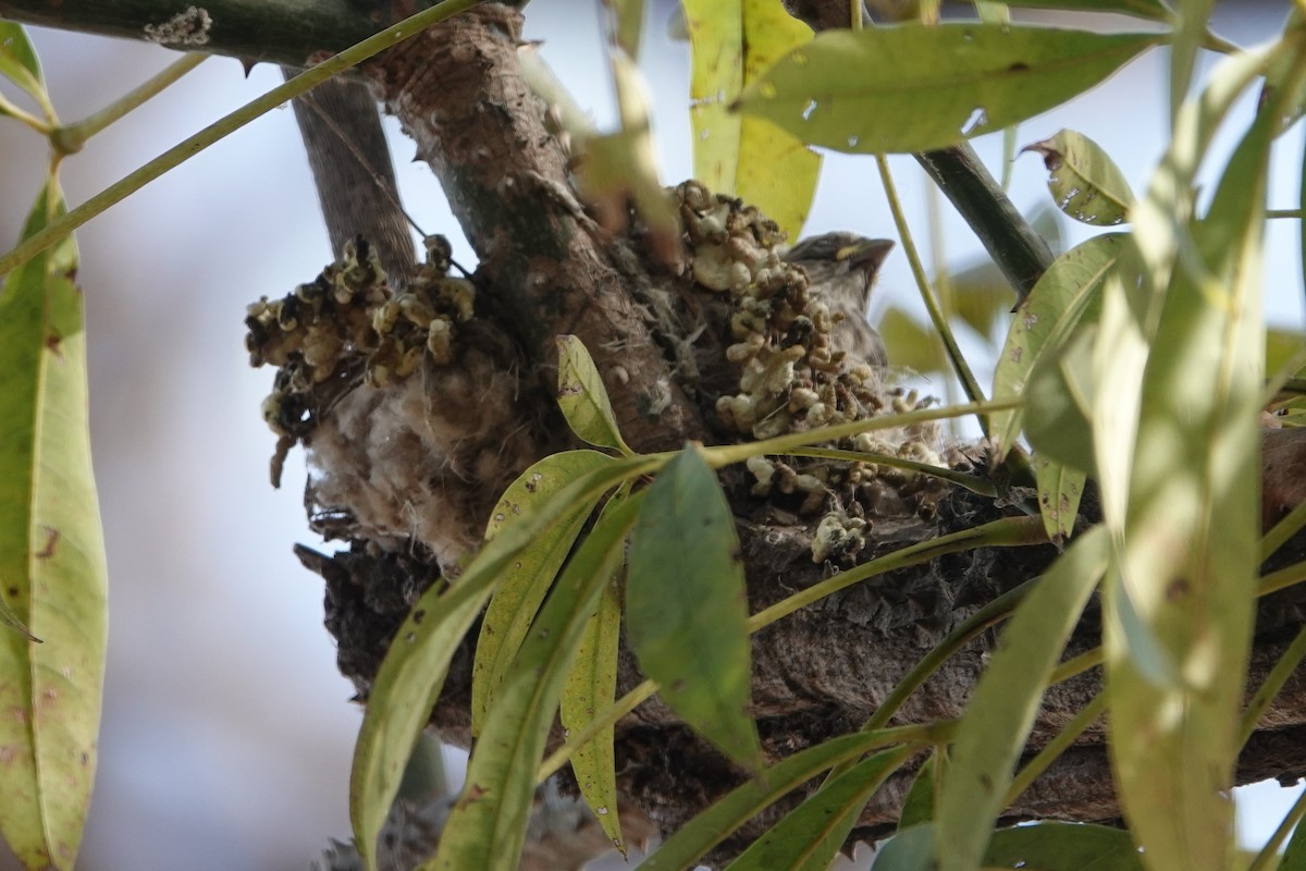 White-rumped Seedeater - ML631408875