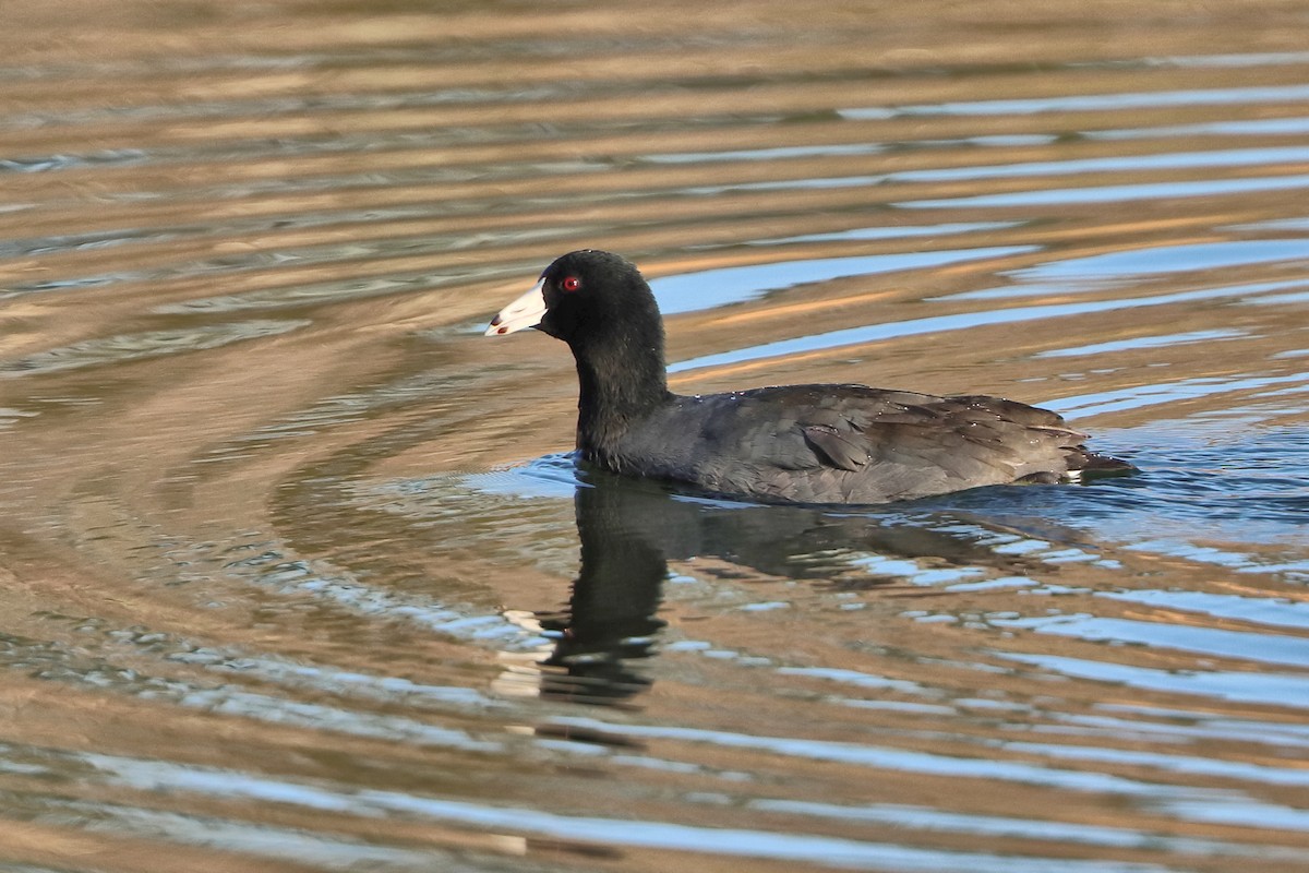 American Coot - ML631408925