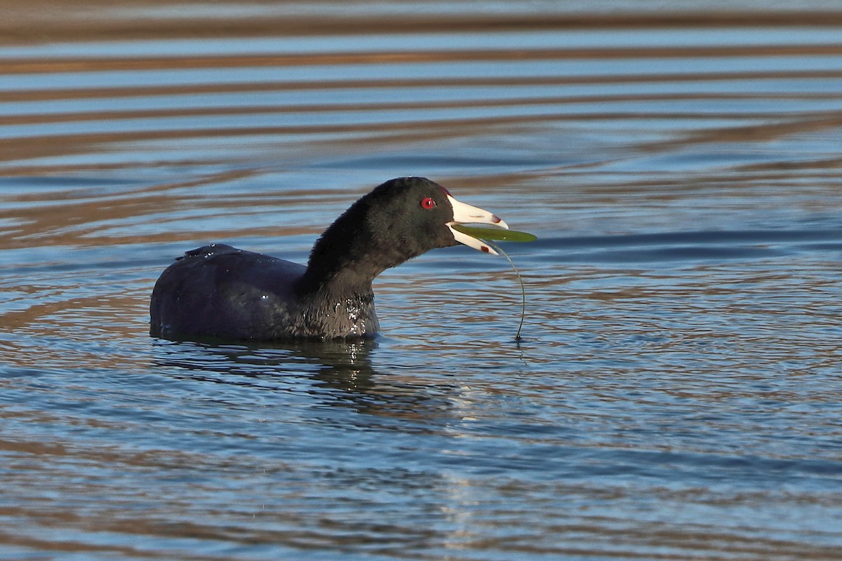 American Coot - ML631408926