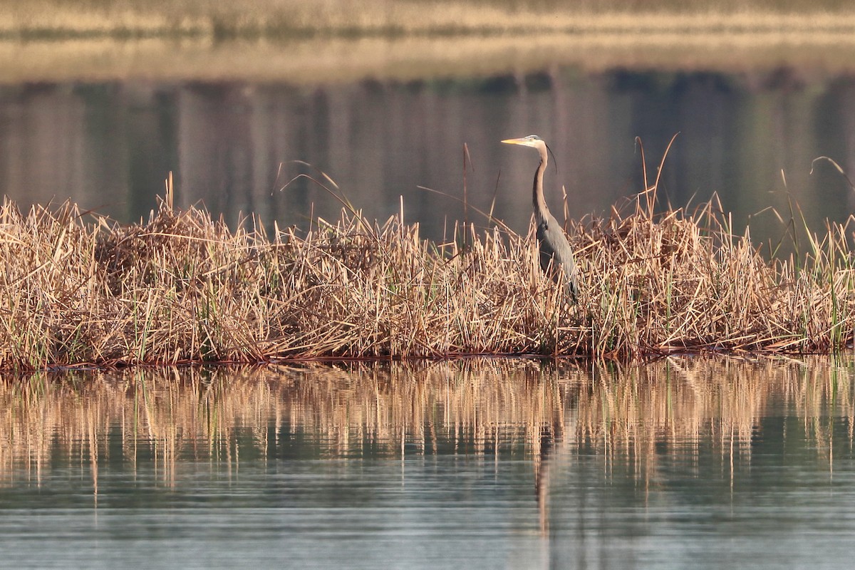 Great Blue Heron - ML631408927