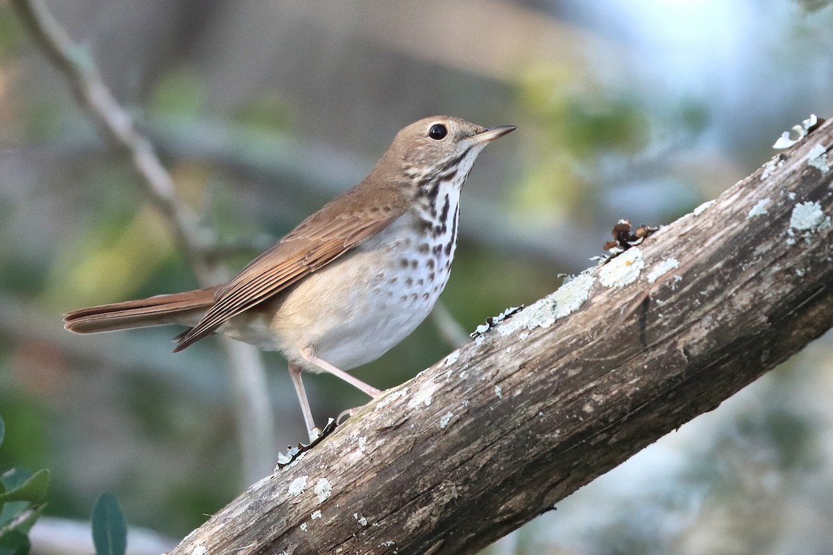 Hermit Thrush - ML631408930