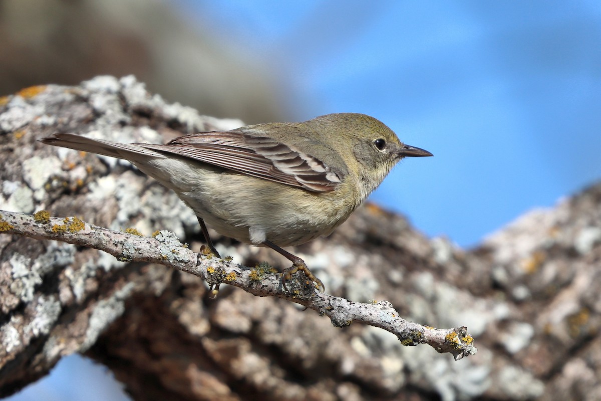 Pine Warbler - ML631408931