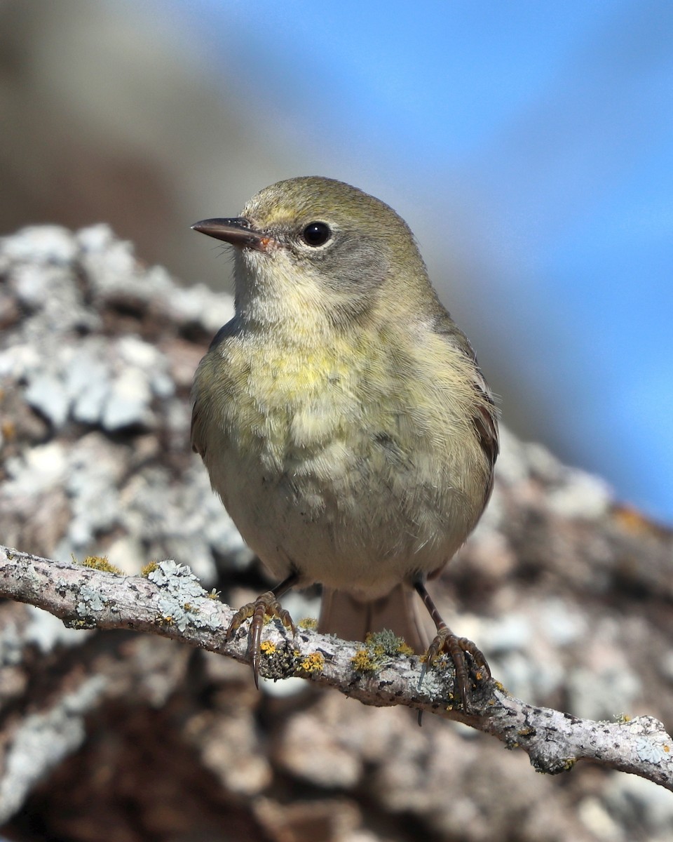Pine Warbler - ML631408932