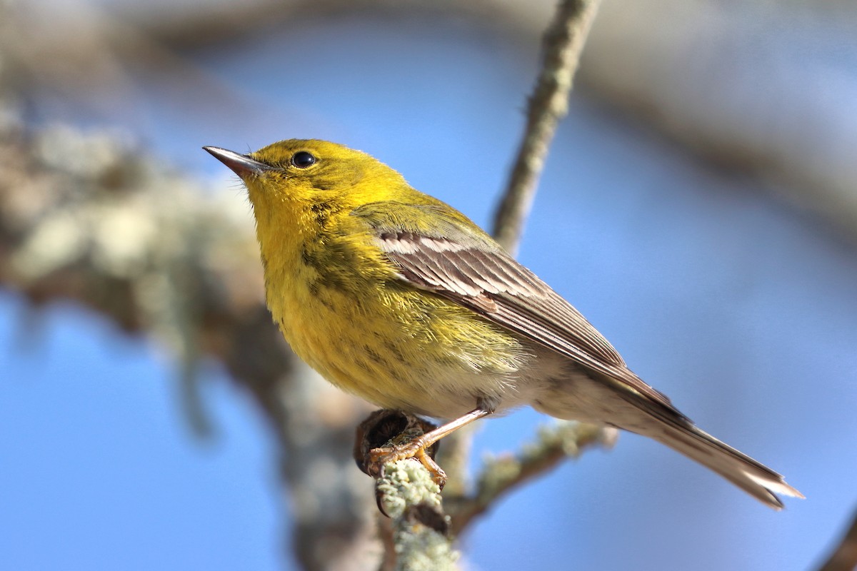 Pine Warbler - ML631408935