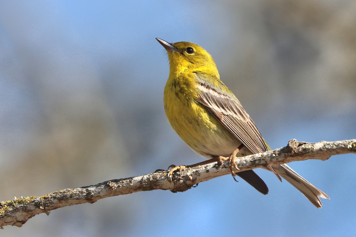 Pine Warbler - ML631408936