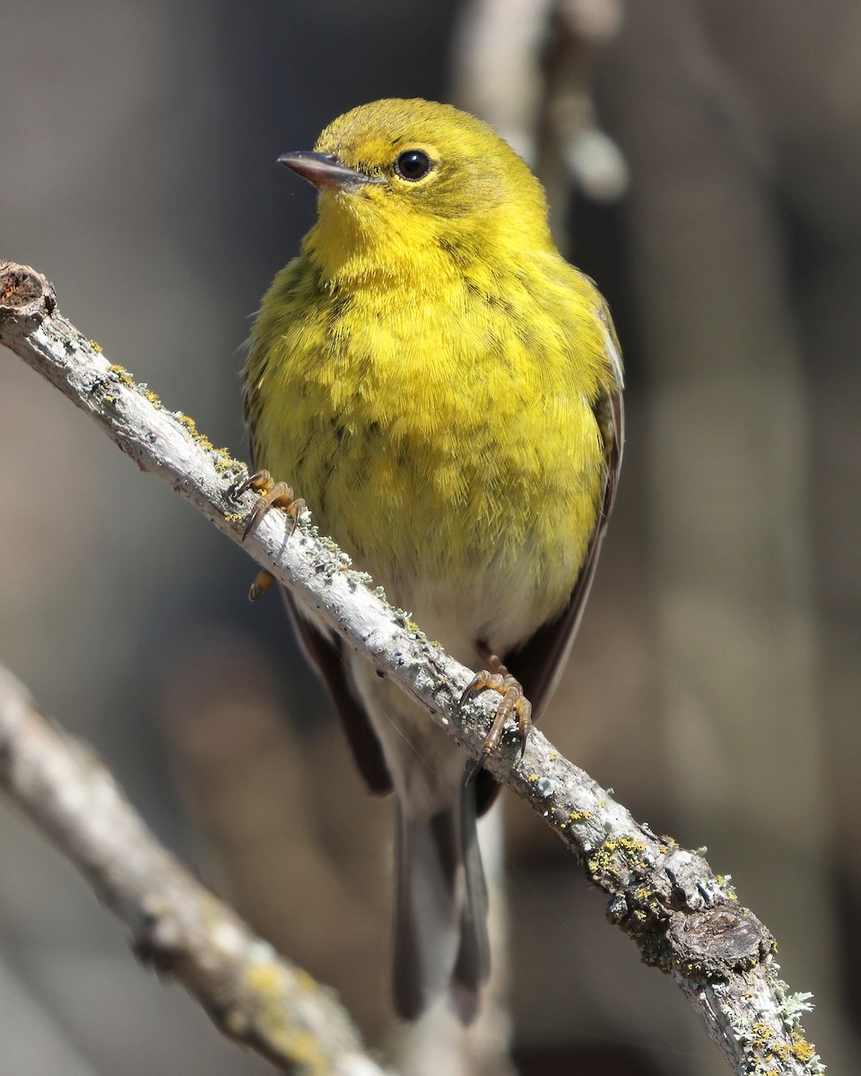 Pine Warbler - ML631408937