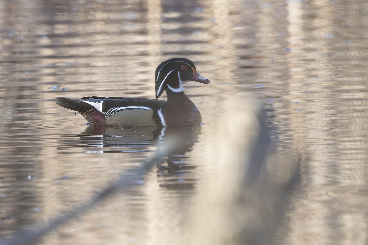 Wood Duck - ML631409219