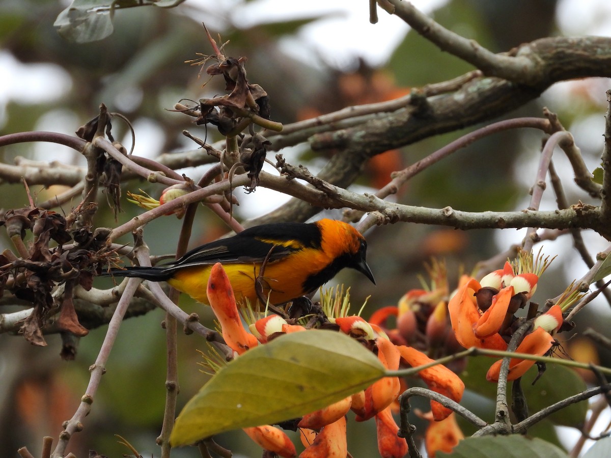Orange-crowned Oriole - ML631409229