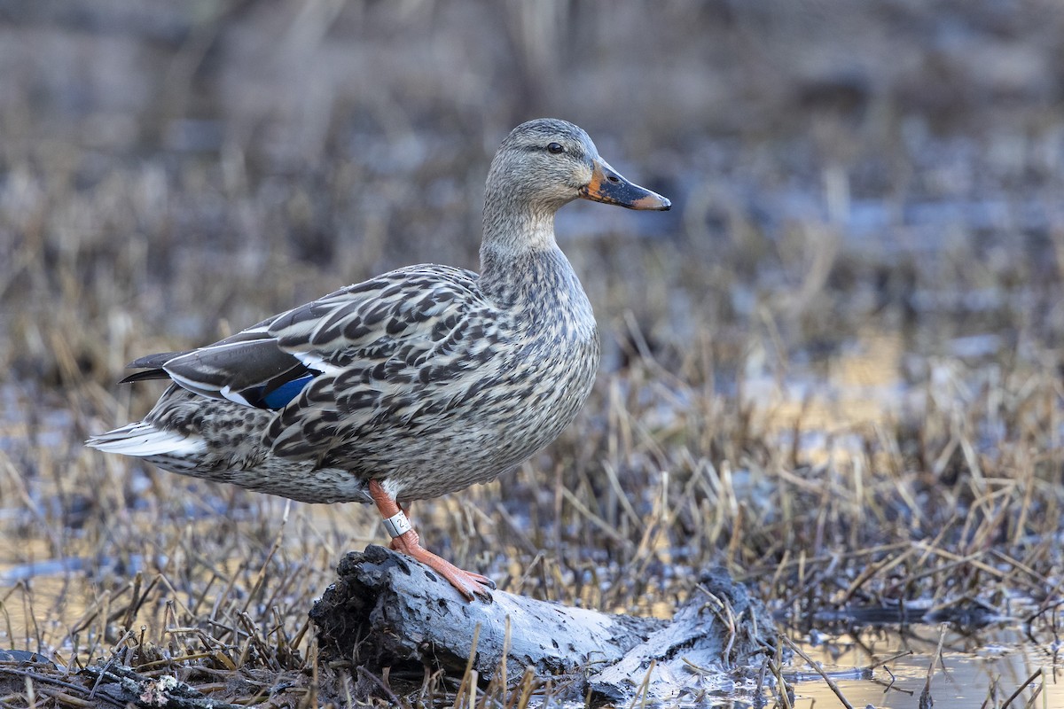 Mallard - ML631409232
