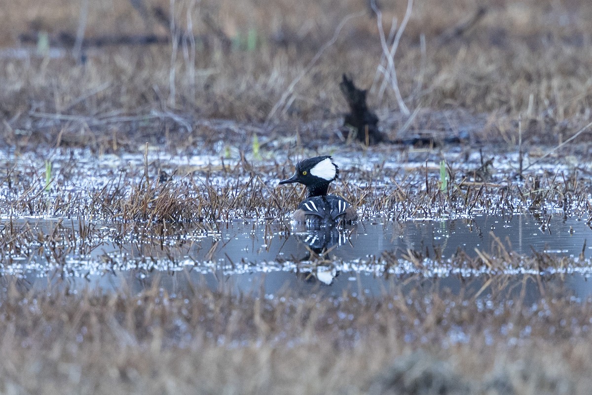 Hooded Merganser - ML631409236
