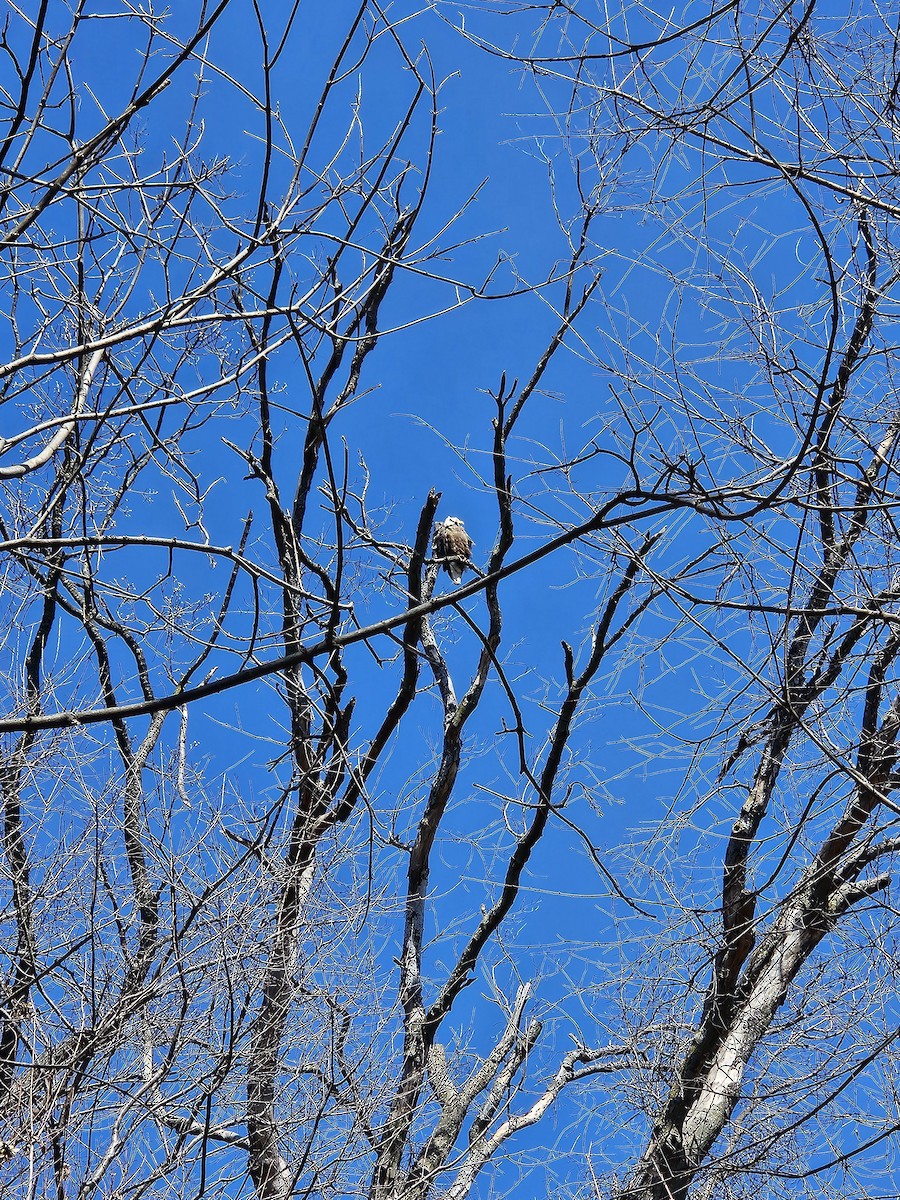 Bald Eagle - ML631409248