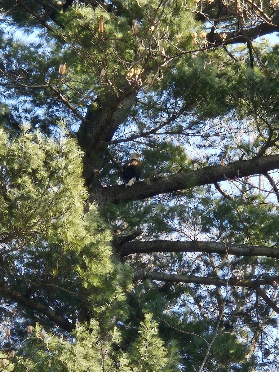 Bald Eagle - ML631409280