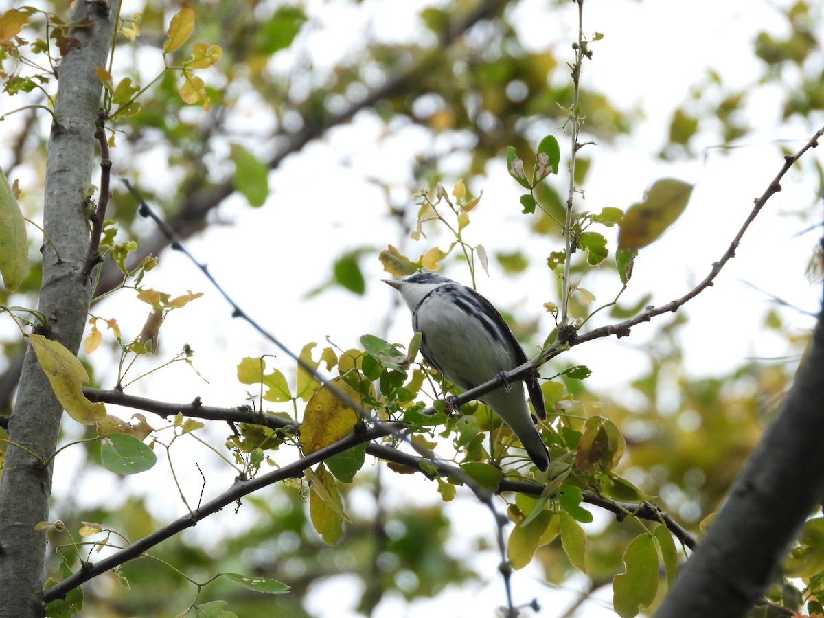 Cerulean Warbler - ML631409315