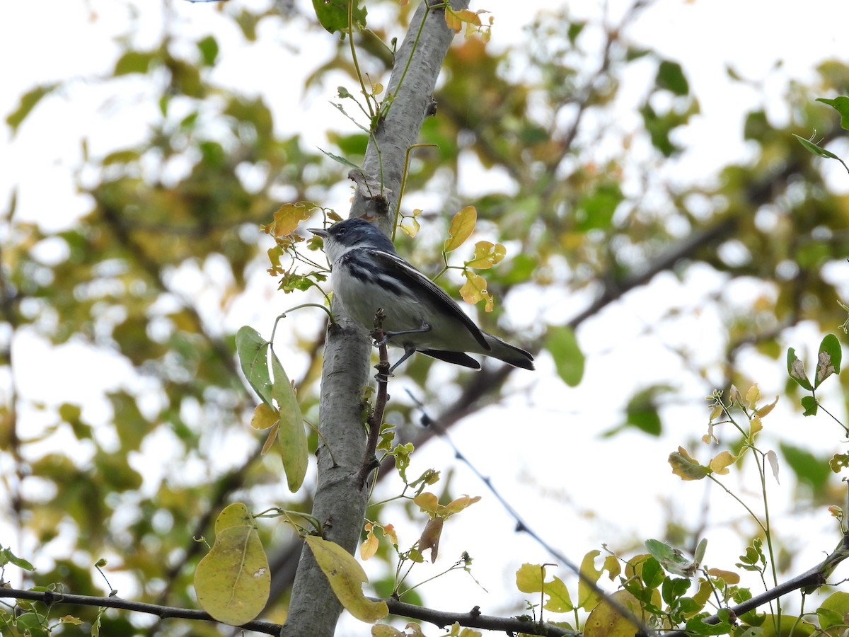 Cerulean Warbler - ML631409316