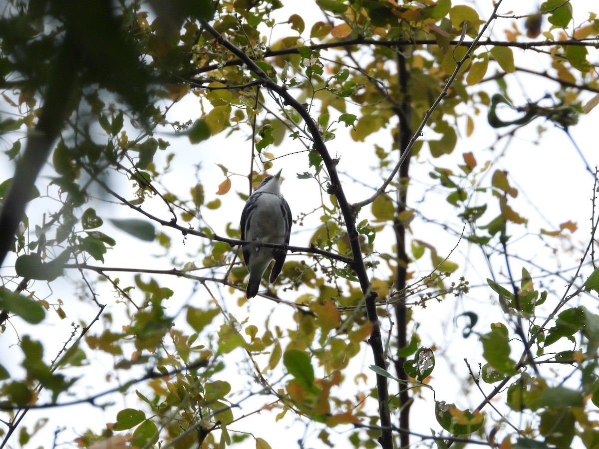 Cerulean Warbler - ML631409317