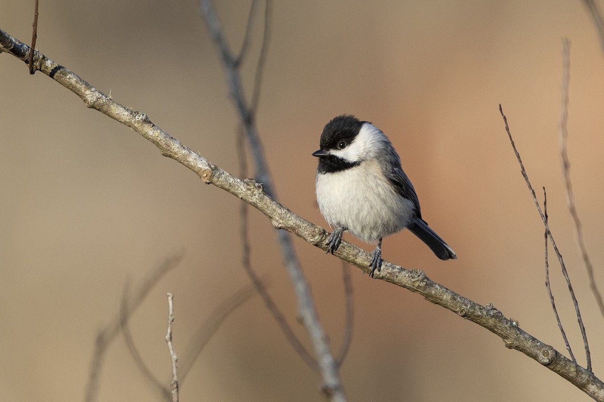 Carolina Chickadee - ML631409372