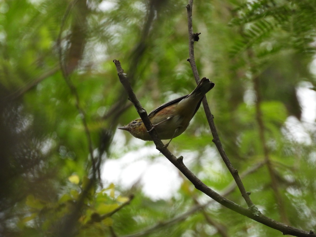 Bay-breasted Warbler - ML631409379