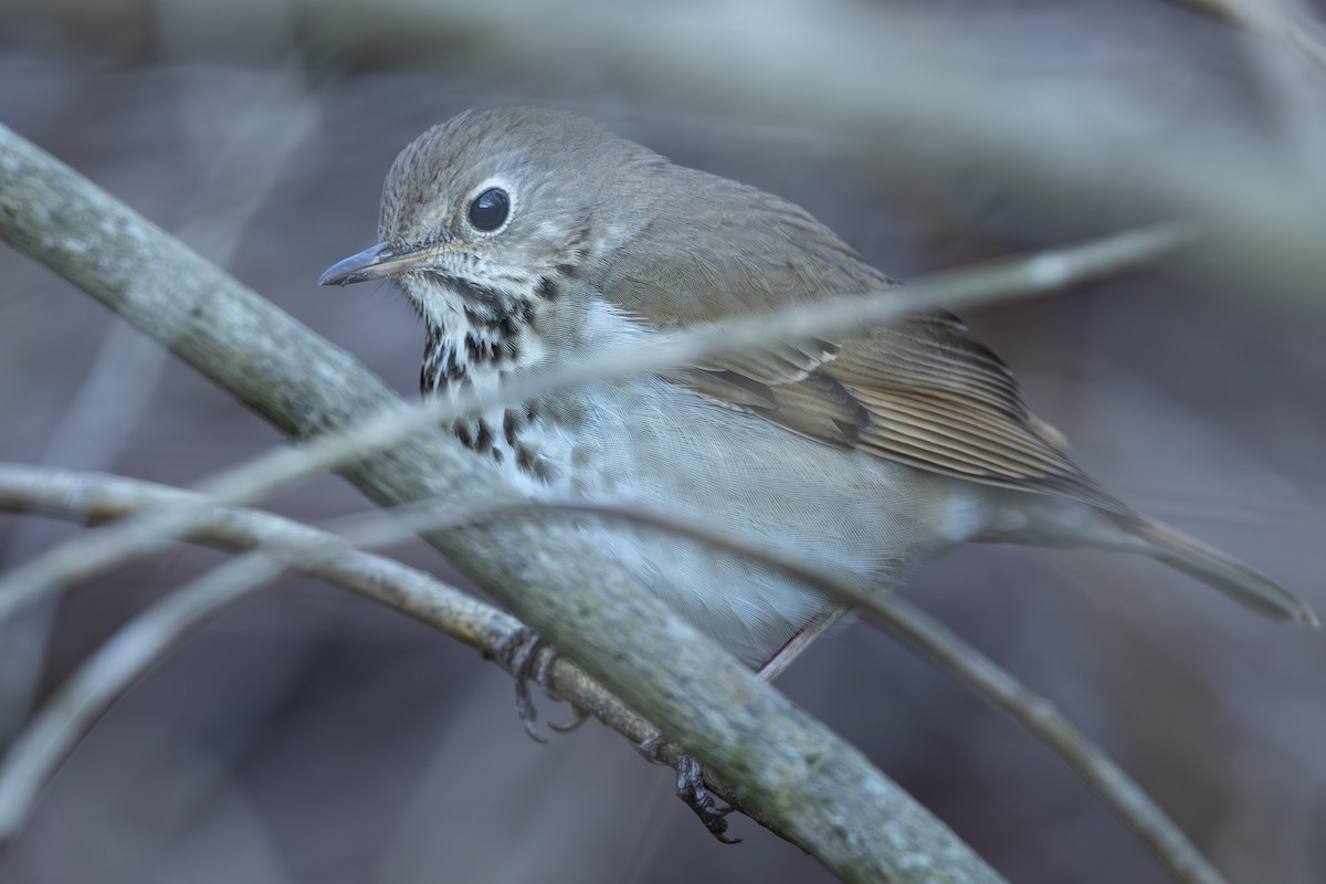 Hermit Thrush - ML631409397