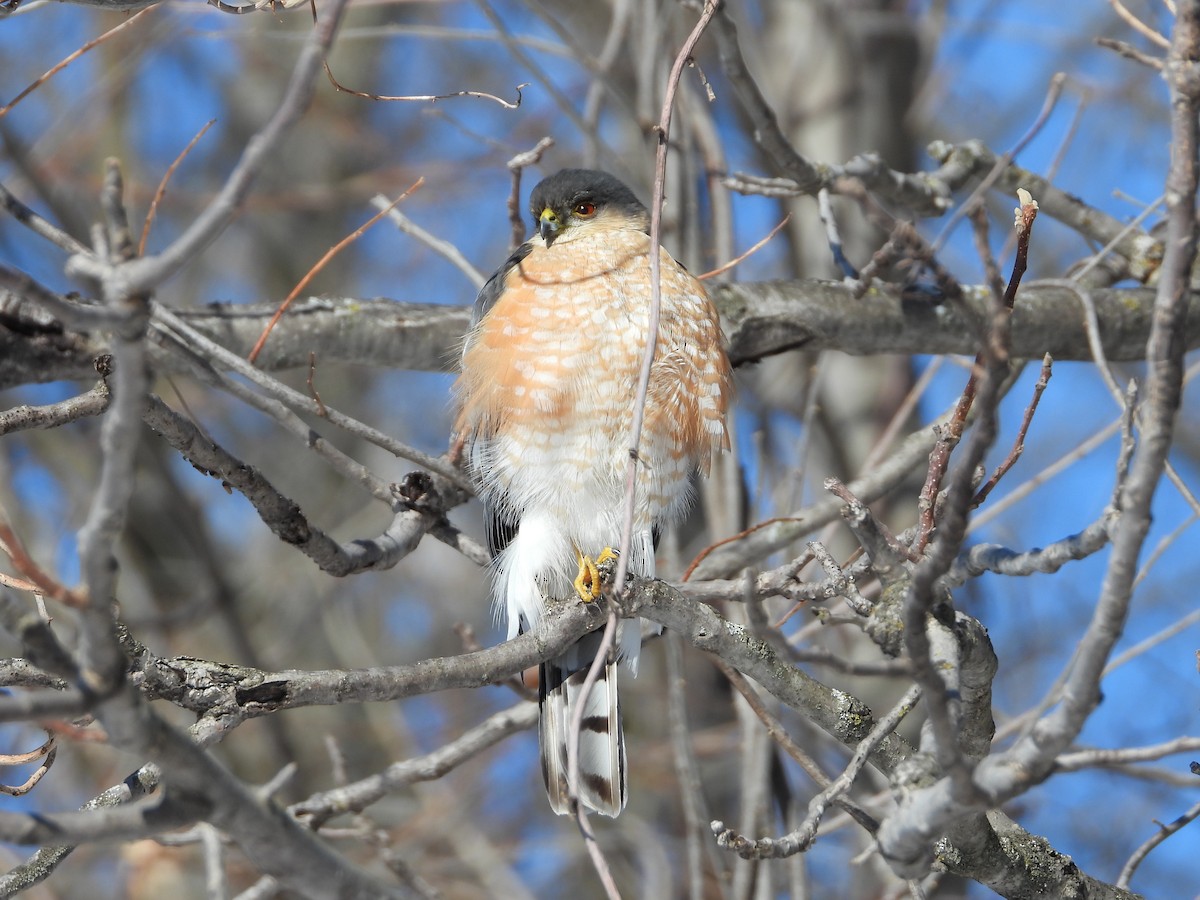 Sharp-shinned Hawk - ML631409446