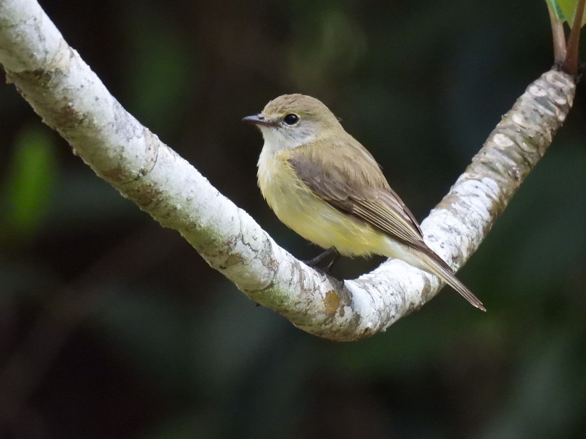 Lemon-bellied Flyrobin - ML631409566