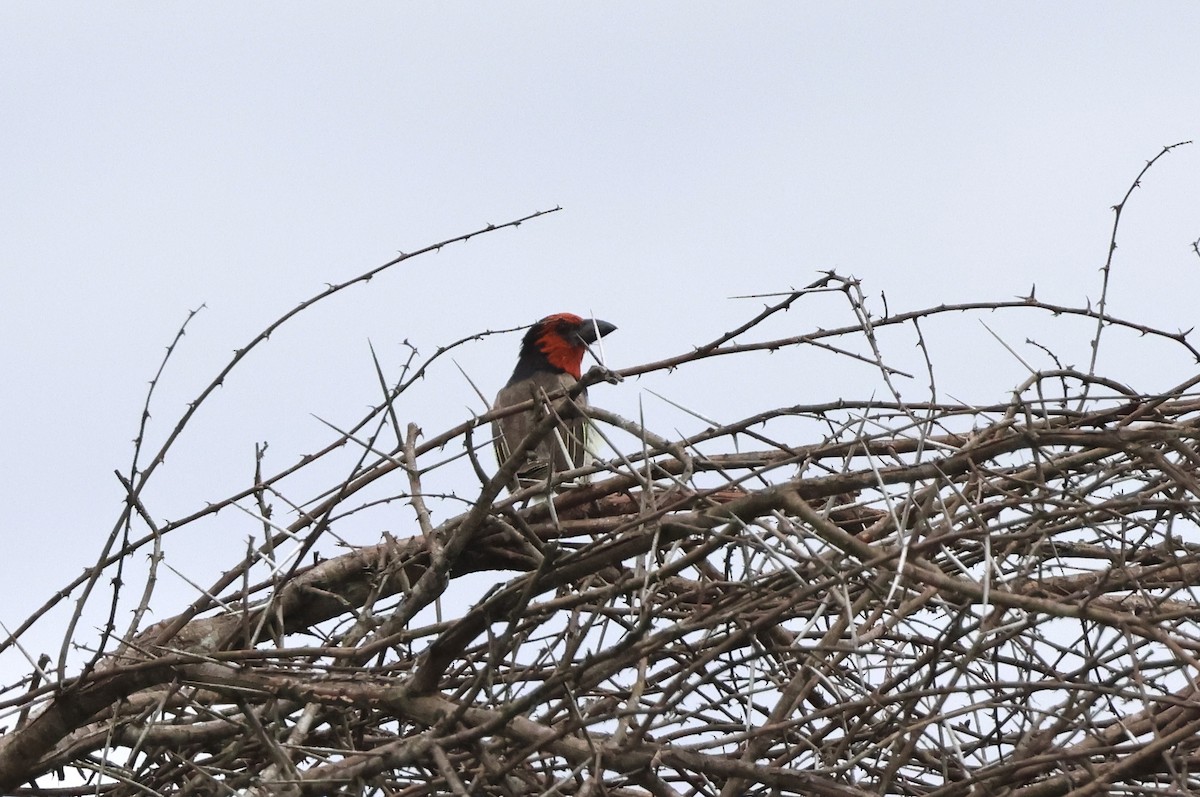 Black-collared Barbet - ML631410316