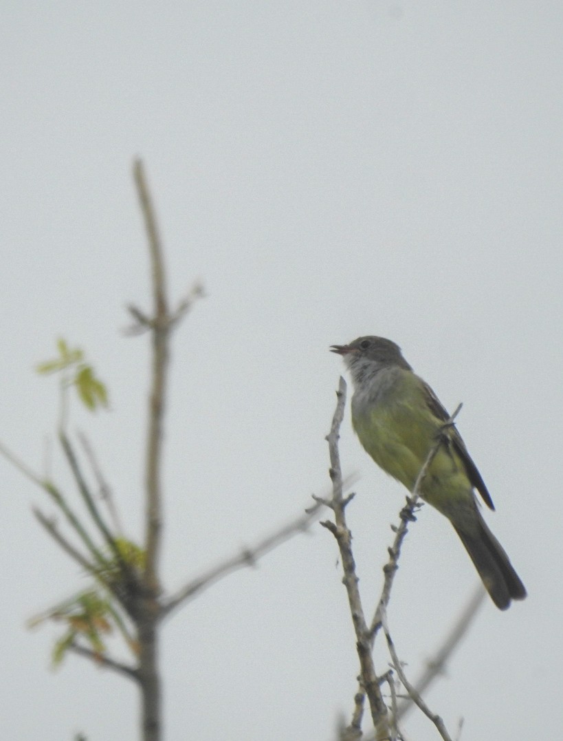 Large Elaenia - ML631410319