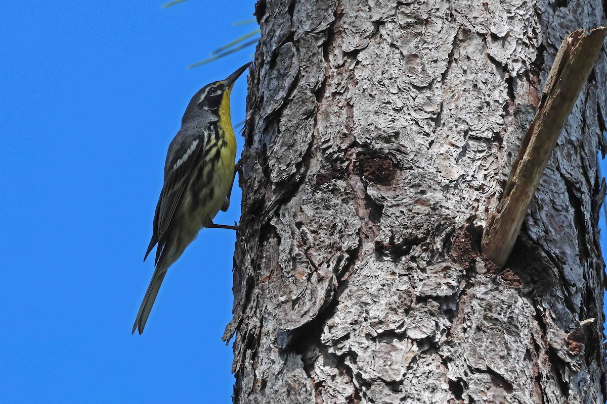 Bahama Warbler - ML631410332