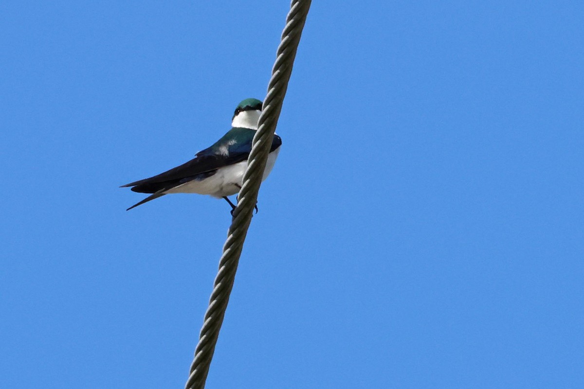 Bahama Swallow - ML631410400