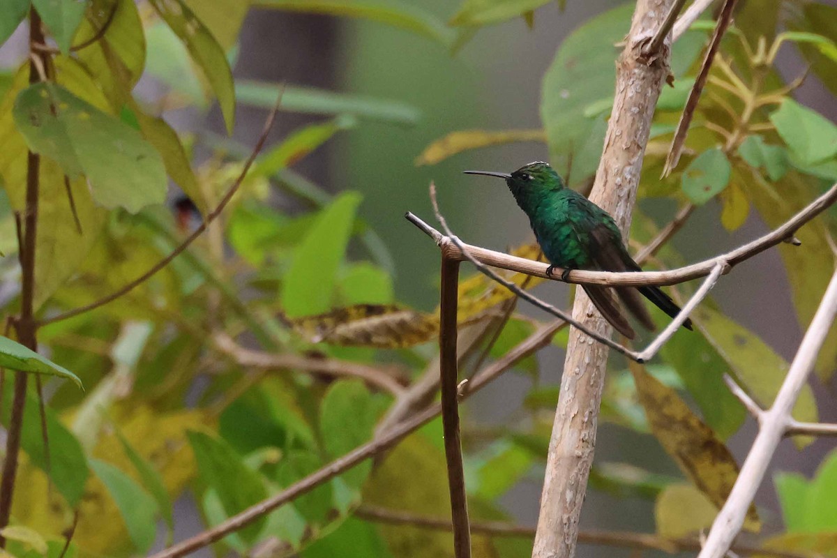 Cuban Emerald - ML631410821
