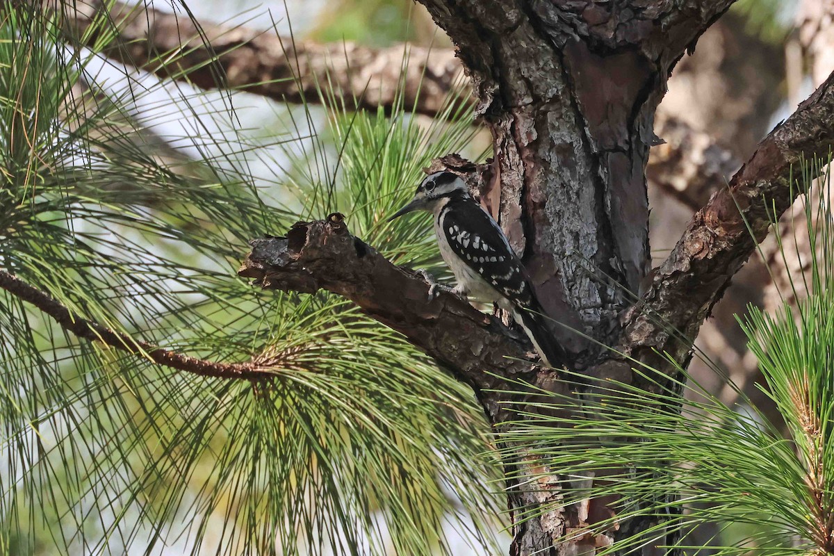 Hairy Woodpecker - ML631410828