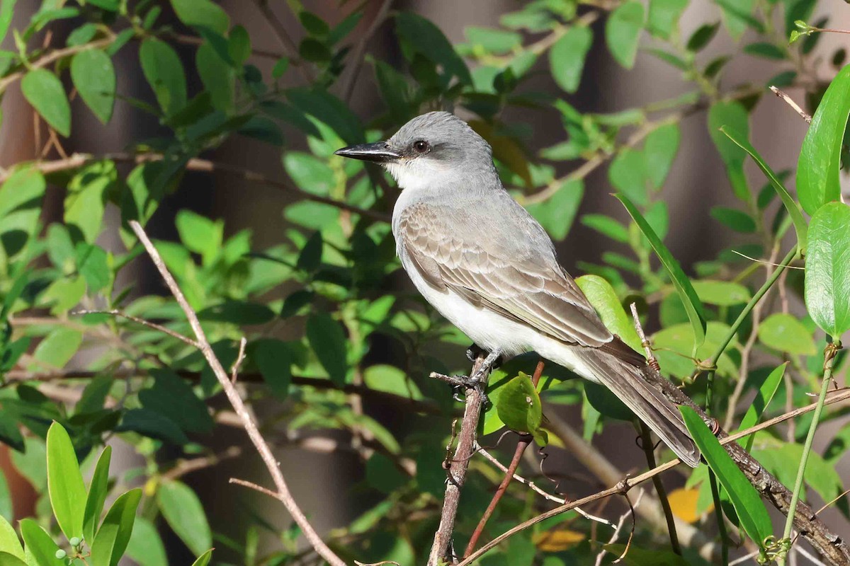 Gray Kingbird - ML631410845