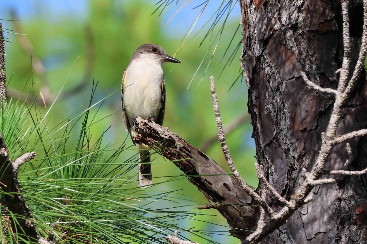 Loggerhead Kingbird - ML631410857