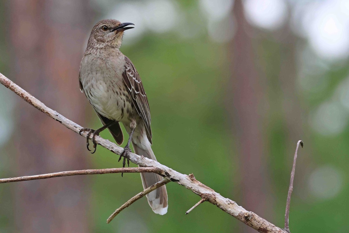Bahama Mockingbird - ML631410861