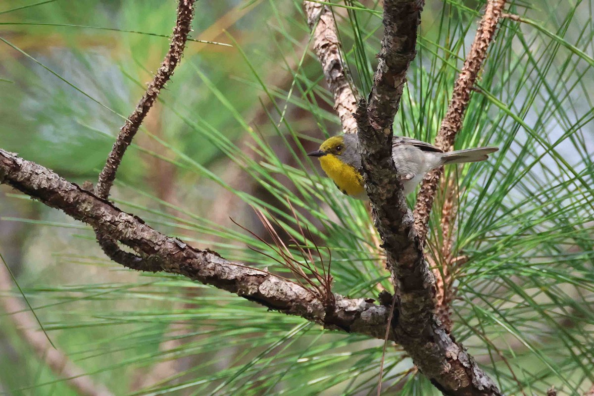 Olive-capped Warbler - ML631410896