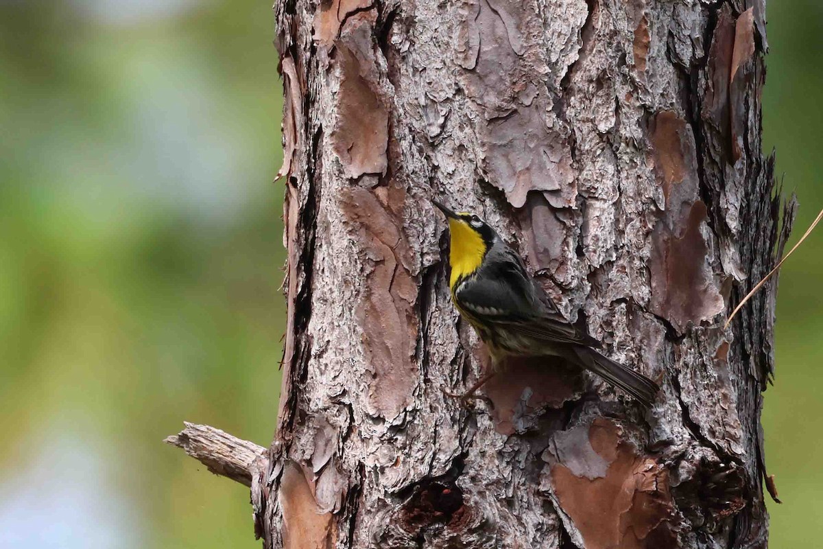 Bahama Warbler - ML631410920