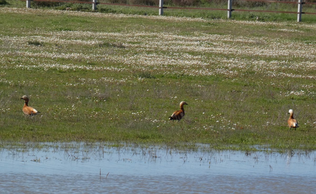 Ruddy Shelduck - ML631411020