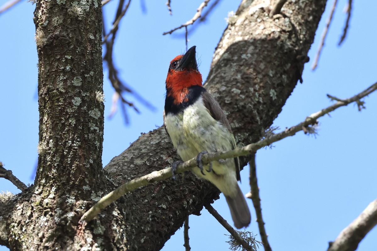 Black-collared Barbet - ML631411203