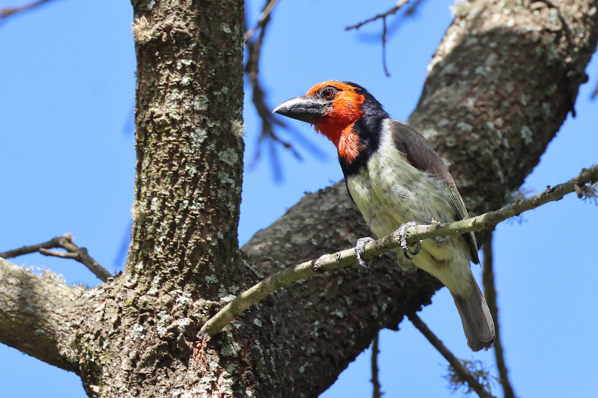 Black-collared Barbet - ML631411204