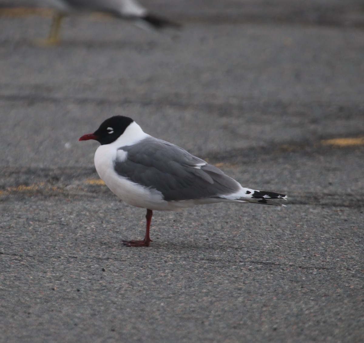 Franklin's Gull - ML63141131