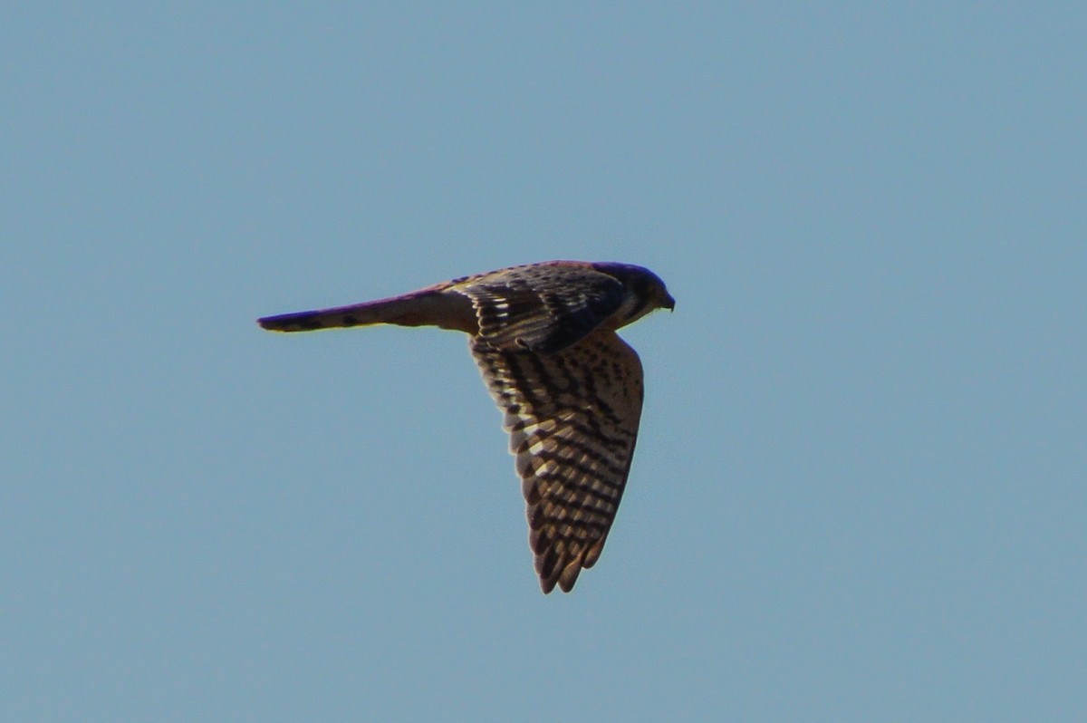 American Kestrel - ML631411476