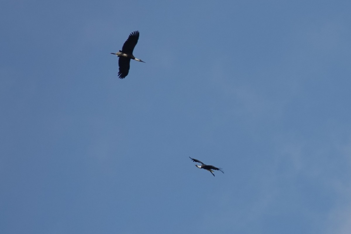 African Woolly-necked Stork - ML631411655