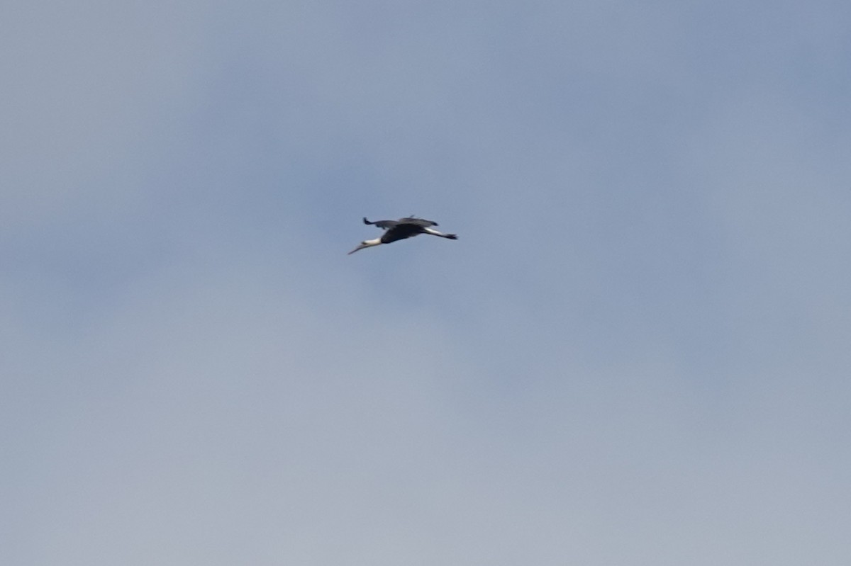 African Woolly-necked Stork - ML631411663