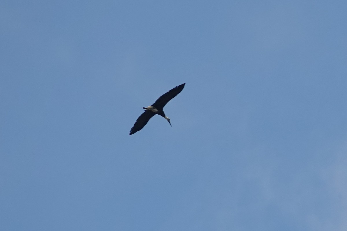 African Woolly-necked Stork - ML631411672