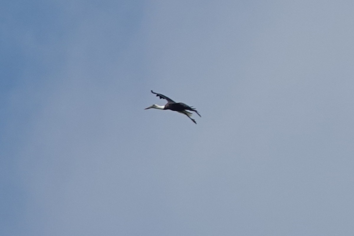 African Woolly-necked Stork - ML631411685