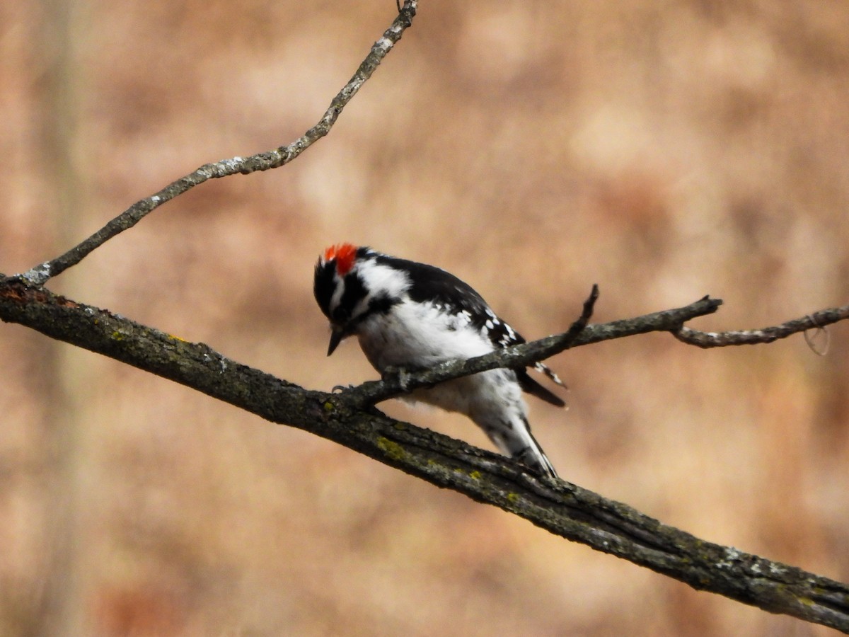 Downy Woodpecker - ML631411780