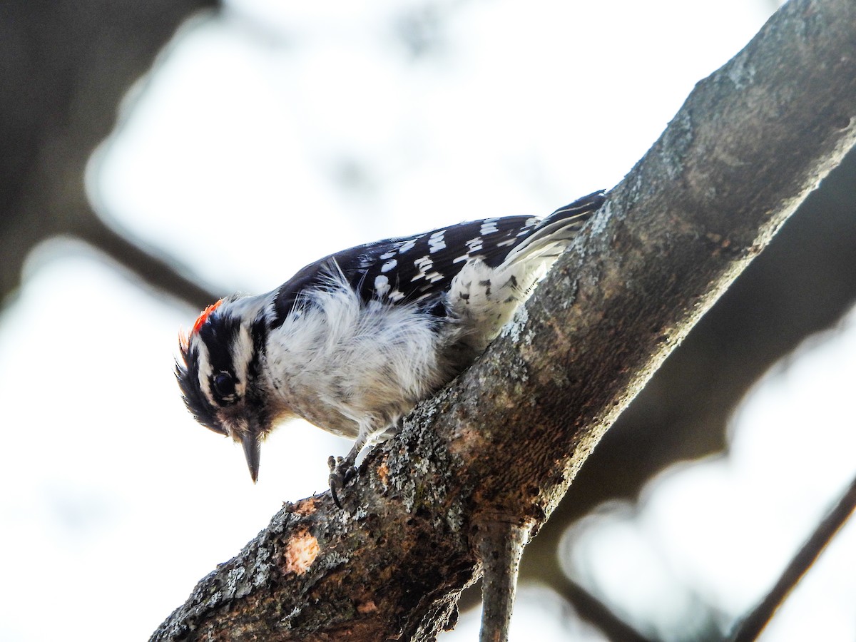 Downy Woodpecker - ML631411781