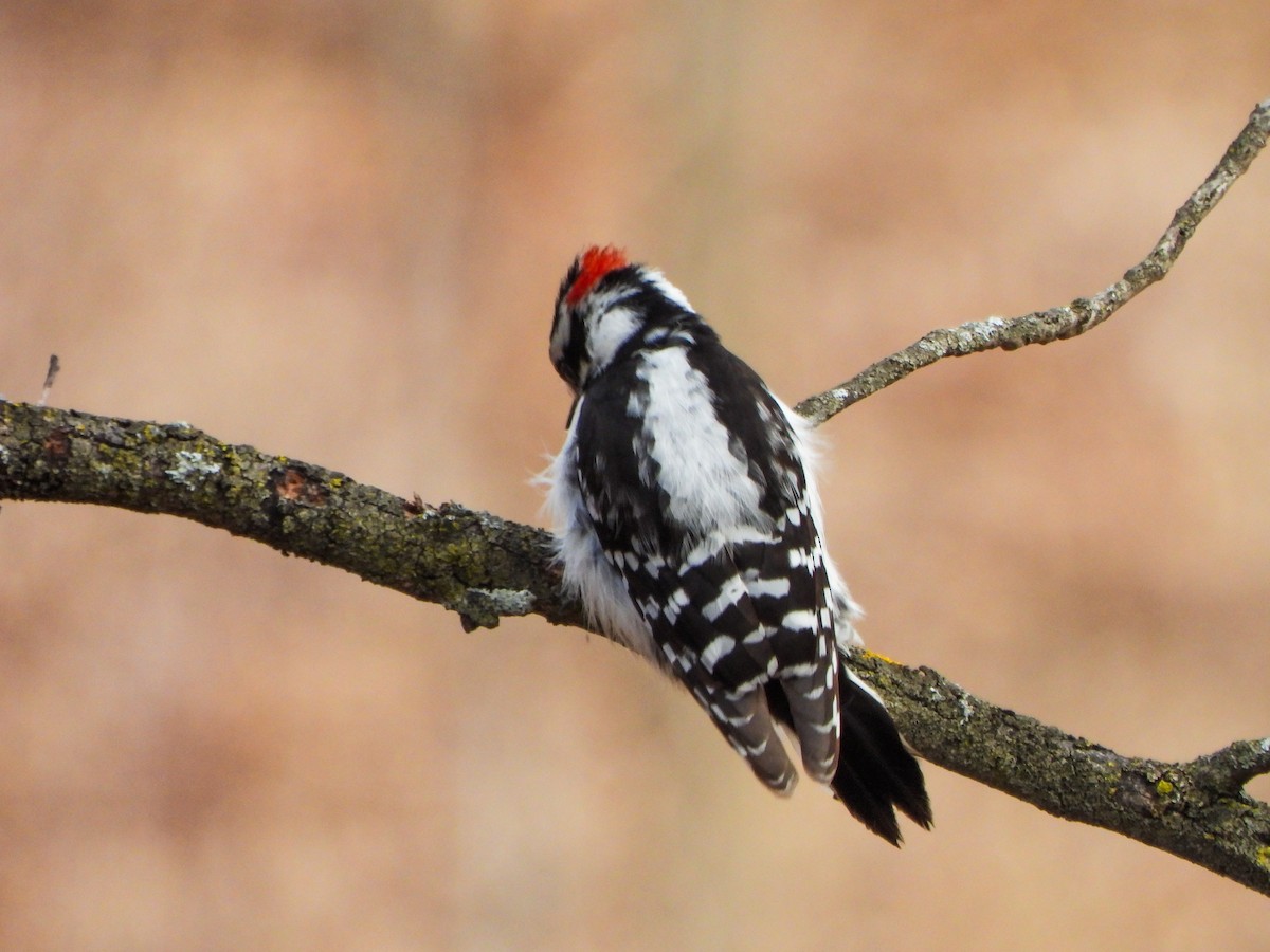 Downy Woodpecker - ML631411782