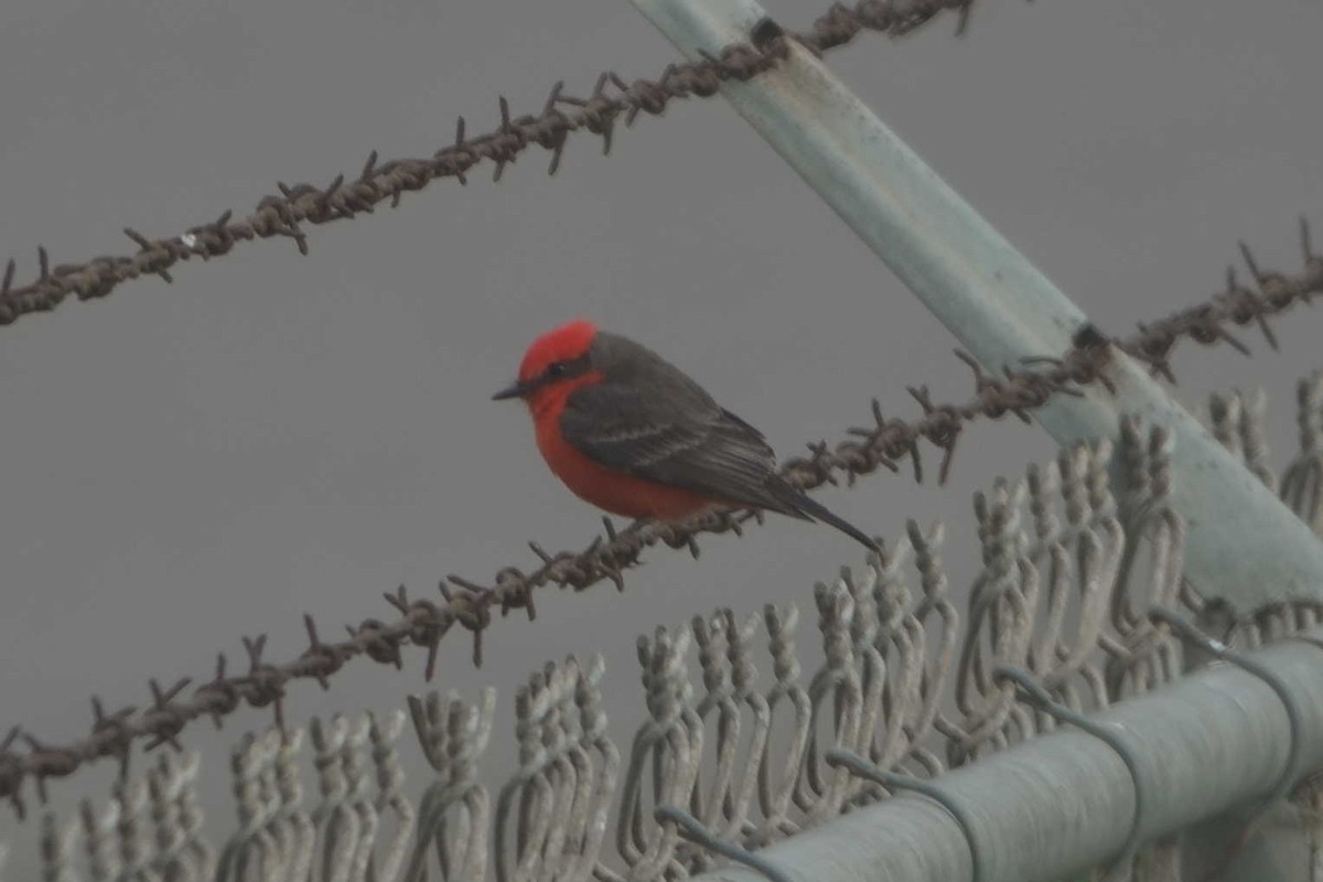 Vermilion Flycatcher - ML631411849
