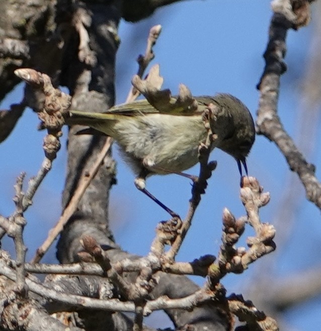 מלכילון אמריקני - ML631412178